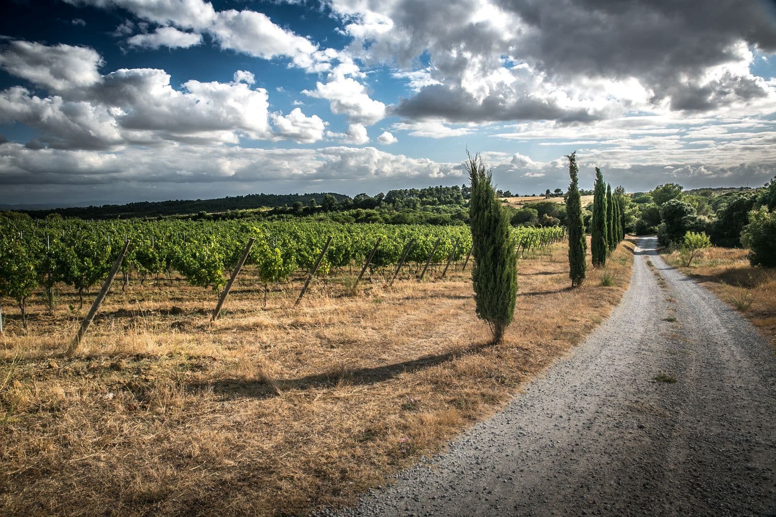 Виноградники Domaine de Cazaban во Франции